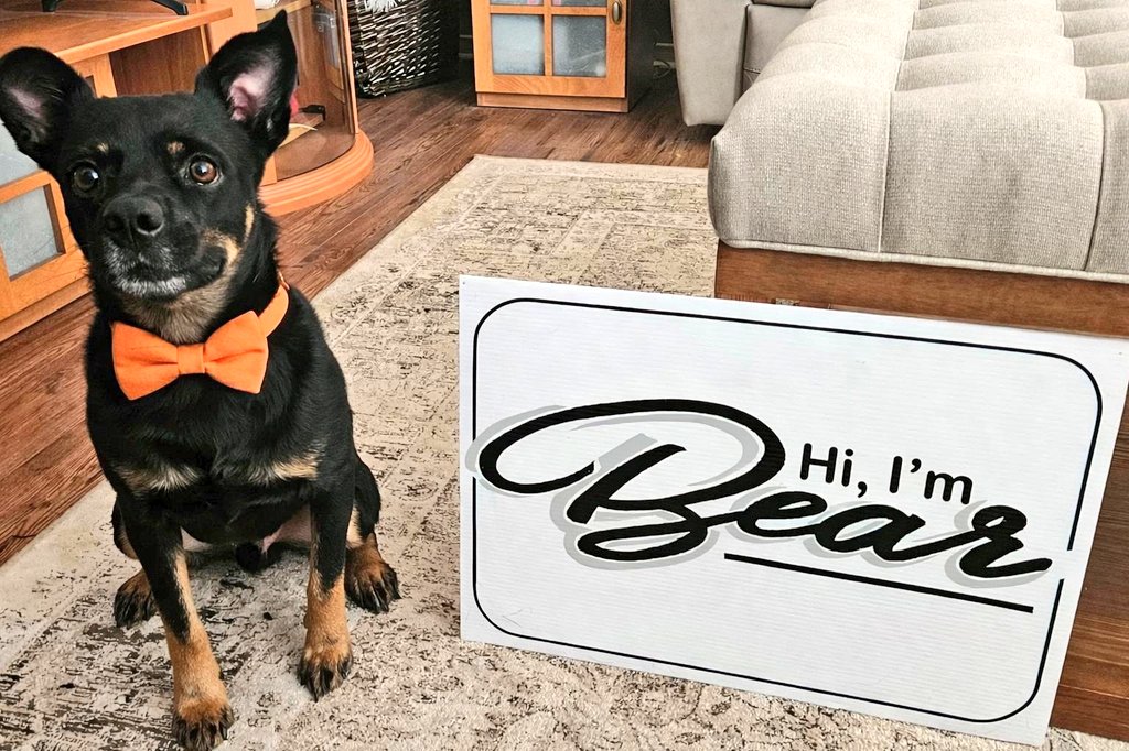 CanadianPenny1's tweet image. Hi! I'm Bear 🐻

I'm a 2-year-old rescue who came to his forever home on Tuesday ❤️

#CanadianPenny built something really special here and I'll never replace her. But with your kindness and support, I'll do my best to continue what she started 🐾 #CanadianBlackBear #GrandpaSign