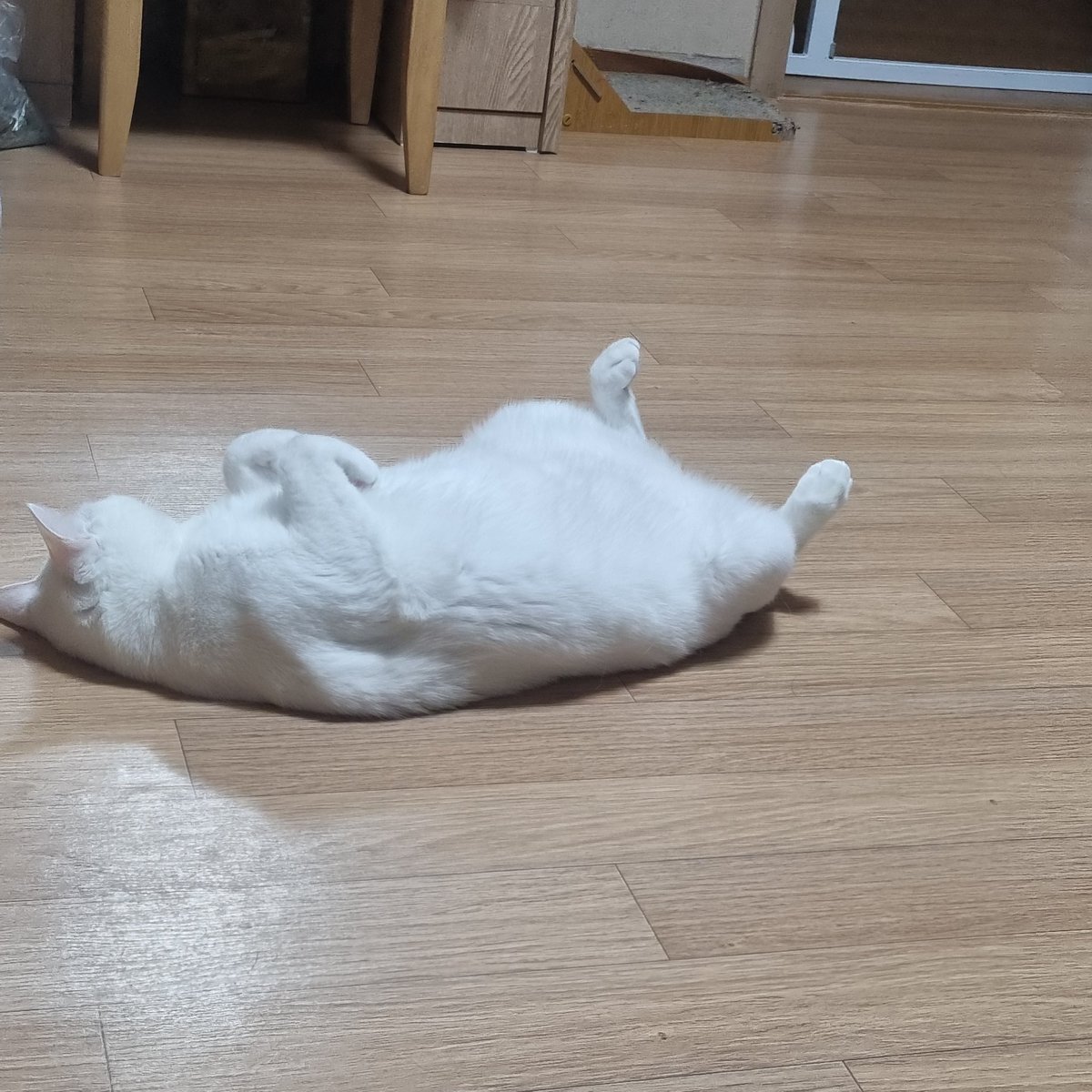 어슬렁 돌아다니다 픽! 하고 벌러덩 눕는 순둥한 복남이