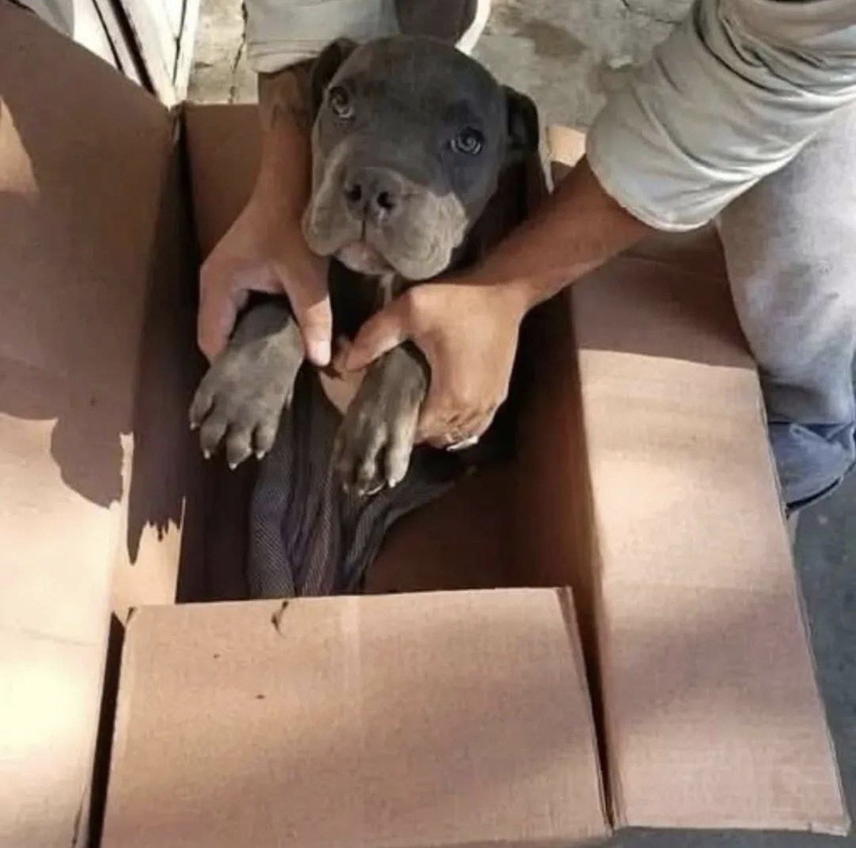 fleurlarebelle's tweet image. Ce n'était pas un abandon, c'était un acte d'amour.
Ils l'ont trouvé devant la porte du refuge. Une simple boîte en carton, une couverture pour le tenir au chaud et un mot écrit à la main qui brise le cœur "je suis désolé, mon papa le bat, je ne veux pas qu'il lui fasse du mal".…