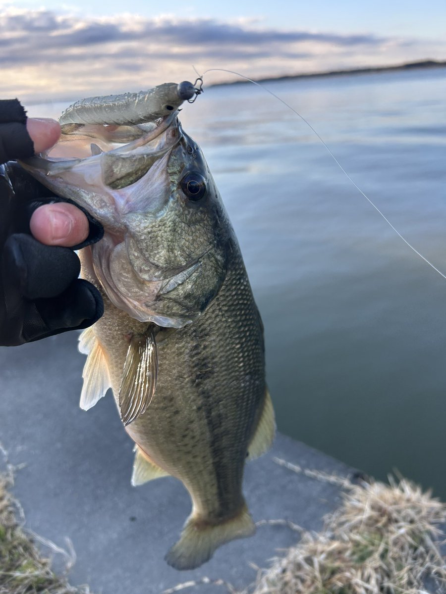 issan_haguubass's tweet image. 2026年1/1元旦釣行！
霞ヶ浦本湖で初バス！ヴァラップミノーのパワーミドストにて無事開幕！

使用タックルはオカッパリバーサタイルのTSS64L+-ST！
パワーミドストにドンピシャです👍
真冬の霞水系でも必須の1本、1年中車に積んでおきたいロッドです😀