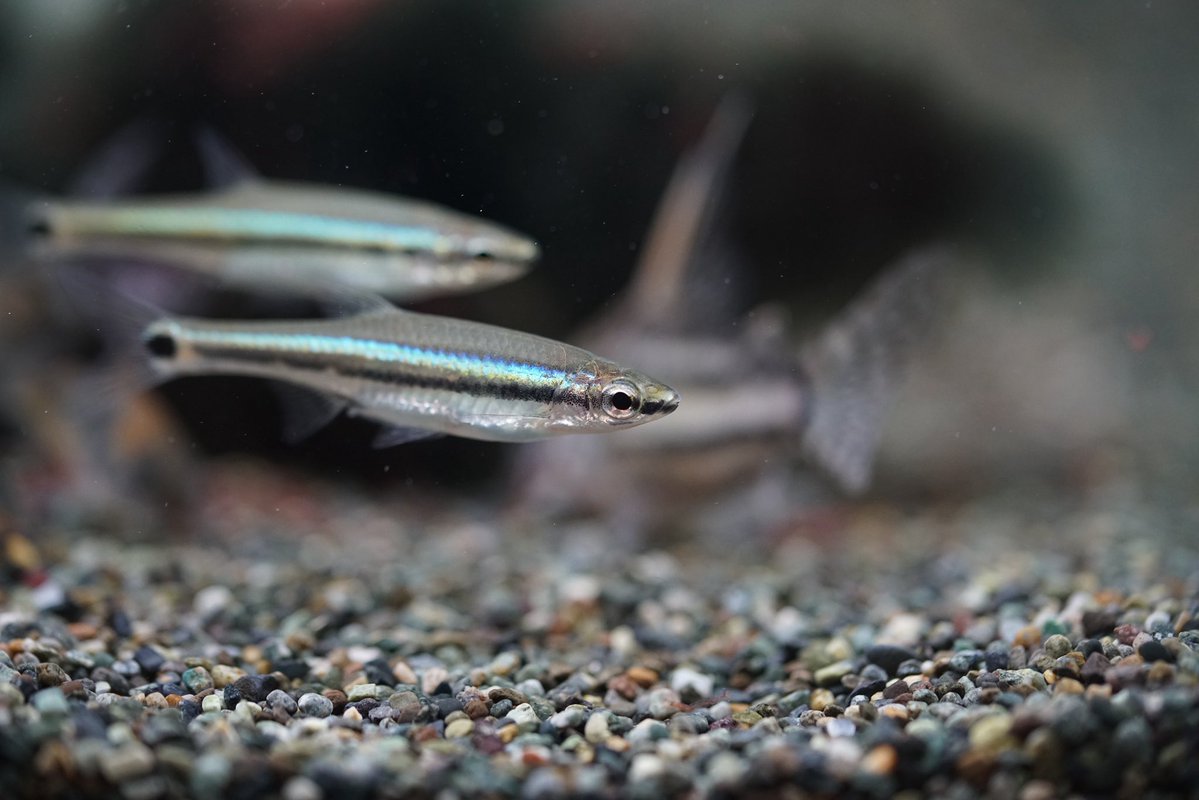 GreenNote777's tweet image. 明けましておめでとうございます！
今年もどうぞよろしくお願い申し上げます。
少しゆっくりめではございますが、明日4日の日曜日より新年の営業をさせていただきます。
普段通り15〜20時となっておりますので、もし宜しければ店舗の方にお越しくださいませ。
通販の開始は7日の水曜日からとなります。