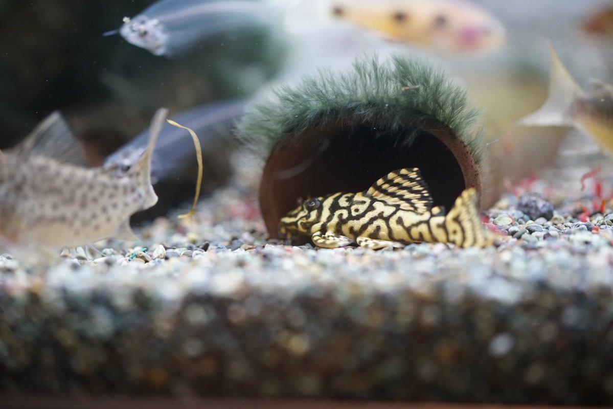 GreenNote777's tweet image. 明けましておめでとうございます！
今年もどうぞよろしくお願い申し上げます。
少しゆっくりめではございますが、明日4日の日曜日より新年の営業をさせていただきます。
普段通り15〜20時となっておりますので、もし宜しければ店舗の方にお越しくださいませ。
通販の開始は7日の水曜日からとなります。