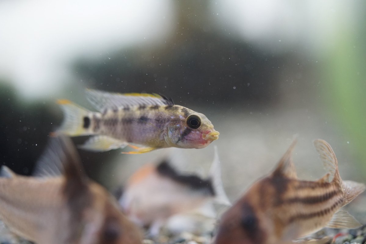 GreenNote777's tweet image. 明けましておめでとうございます！
今年もどうぞよろしくお願い申し上げます。
少しゆっくりめではございますが、明日4日の日曜日より新年の営業をさせていただきます。
普段通り15〜20時となっておりますので、もし宜しければ店舗の方にお越しくださいませ。
通販の開始は7日の水曜日からとなります。