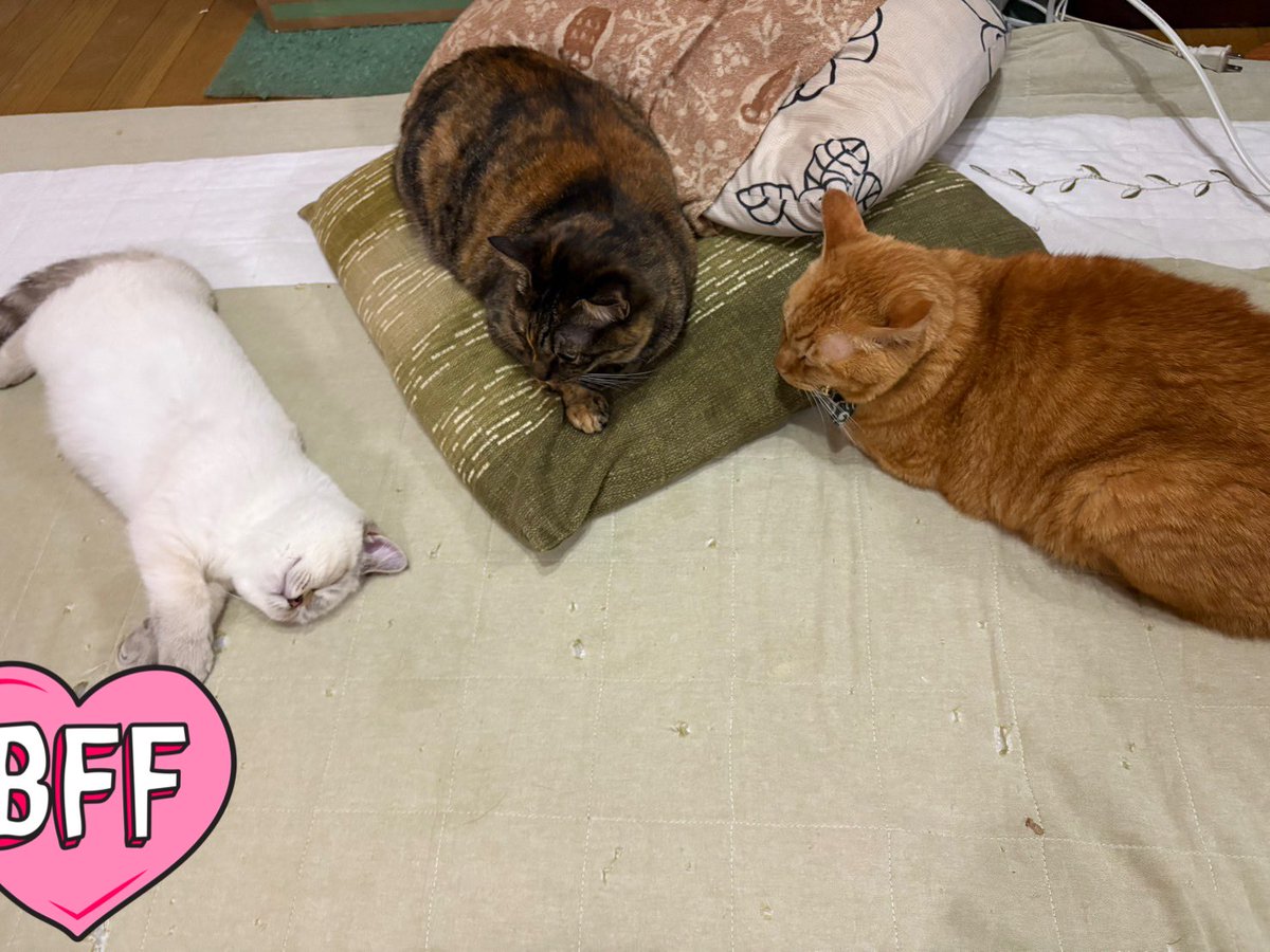 ルリ (@ruri_1113bu) / Posts / X