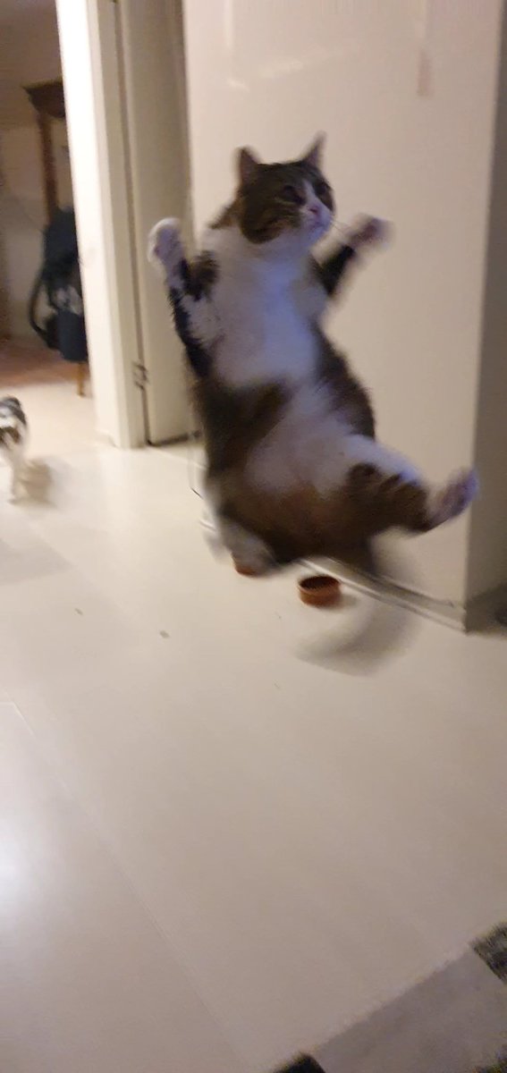 <a href="/alienoscats/">Dev-Pati</a> Benimkiler de tekir. Fındık atıyorum böyle havada yakalamaya çalışıp kovalıyor. Sonra gene gelip bekliyor atayım diye 😂