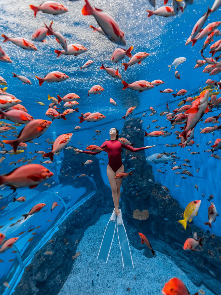 Scuba Diving Lover tweet media