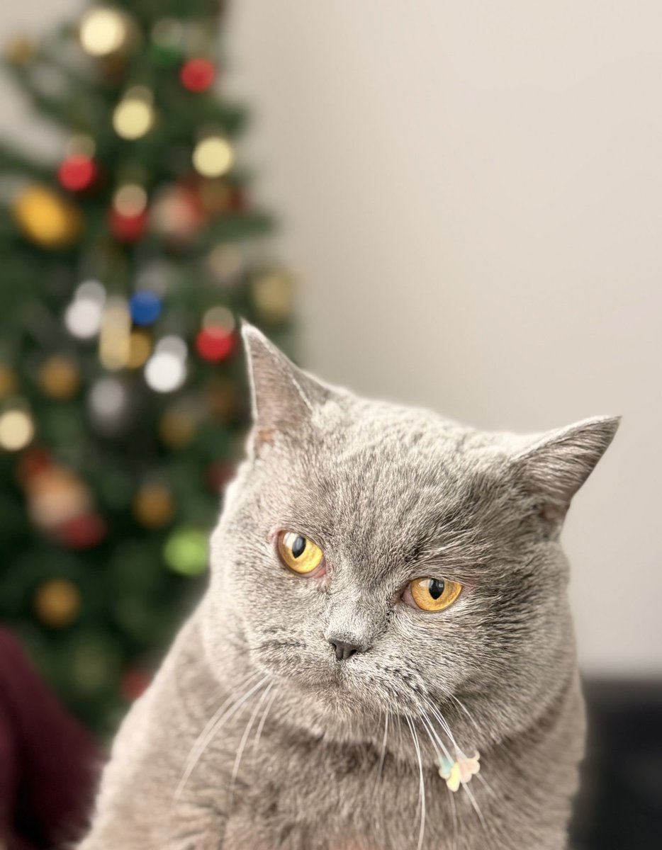 Bakışlar her şeyi anlatıyor gibi 🐈‍⬛  #2026  kışı. Hava buz..