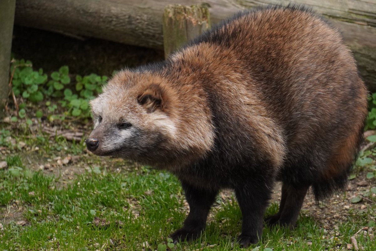 たぬきページ さりちゃんを見つめる優しい眼差しが印象的な子です→のびるくん