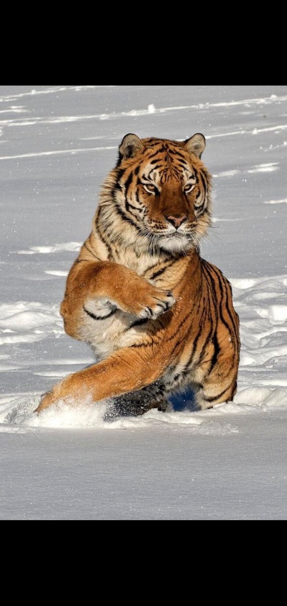 とら (@tora_oekaki) on X