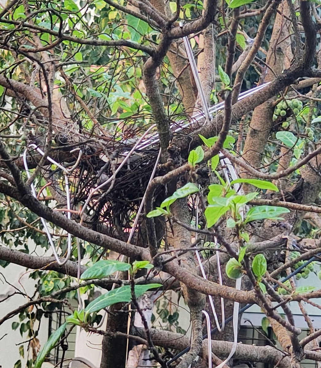 IamSVerma's tweet image. Drying clothes in winters is very much taxing even a crow collected hangers for drying clothes of her babies 
@Abs261 @NikitaGoswwaami @tinkerbell9958 #WINTER #delhiairpollution