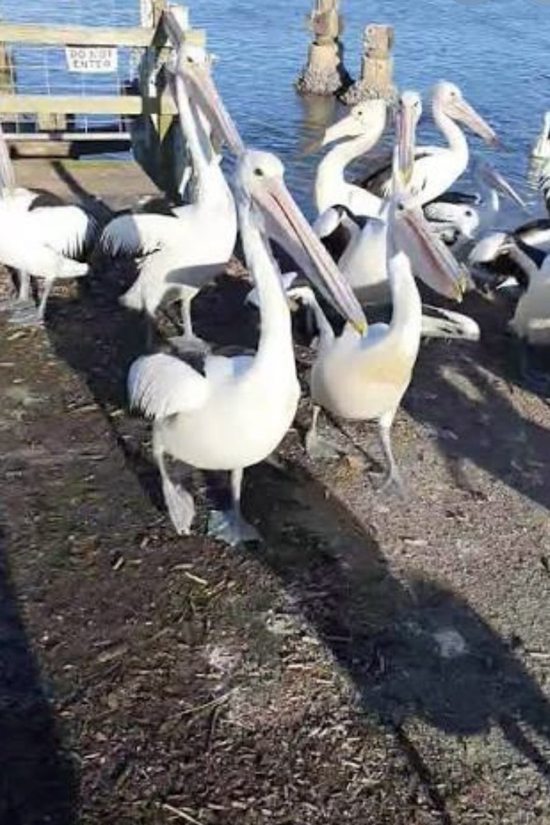 Greenwell Point - Pelicans everywhere