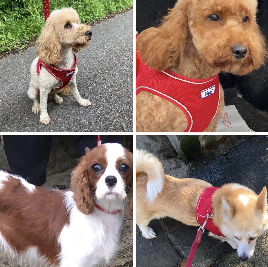 MakeChipsCount to Reunite Pets tweet media