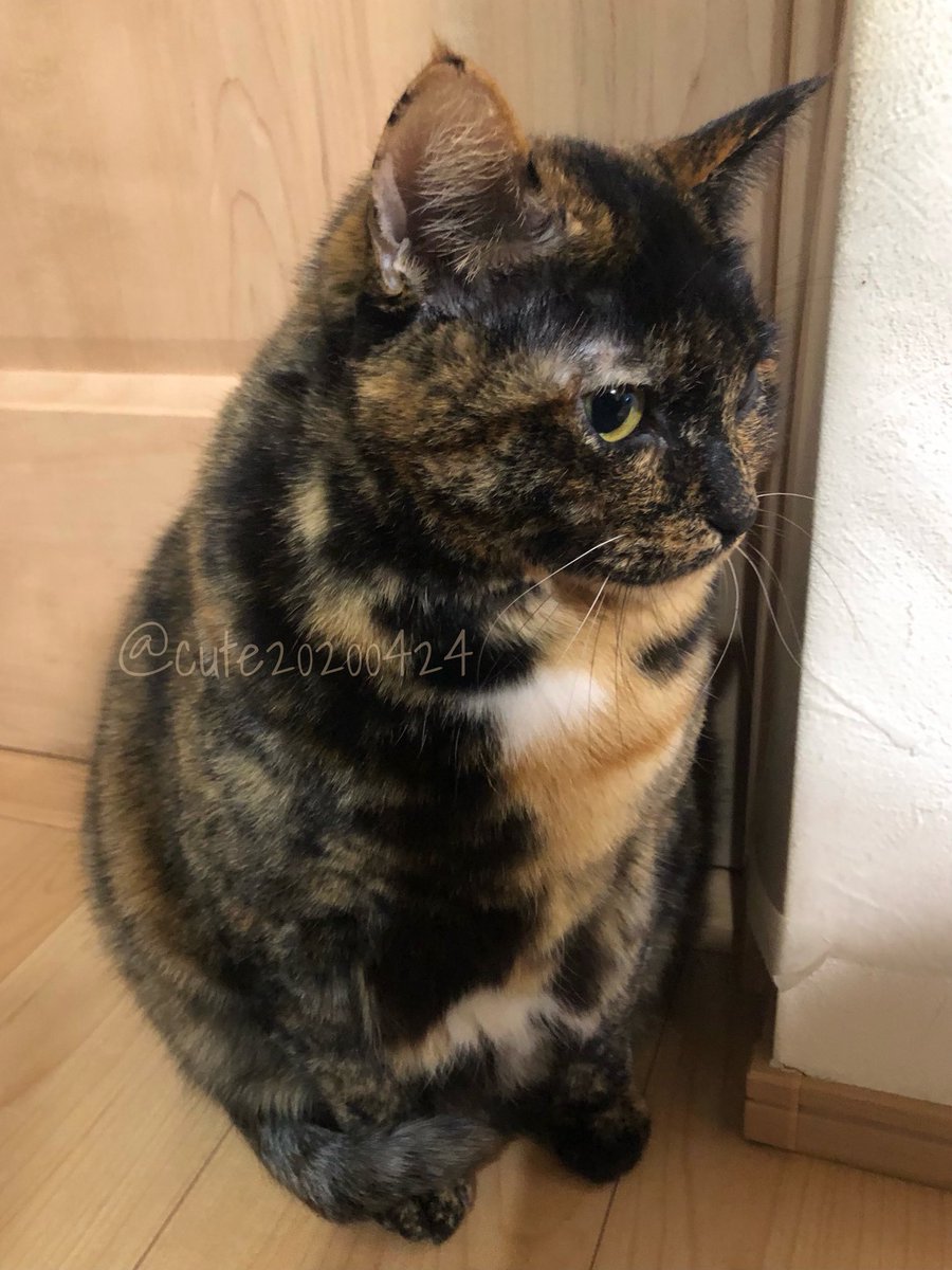 きゅーちゃん Very cute KAWASAKI ZXR250 (Japanese old motorcycle custom) - YouTube