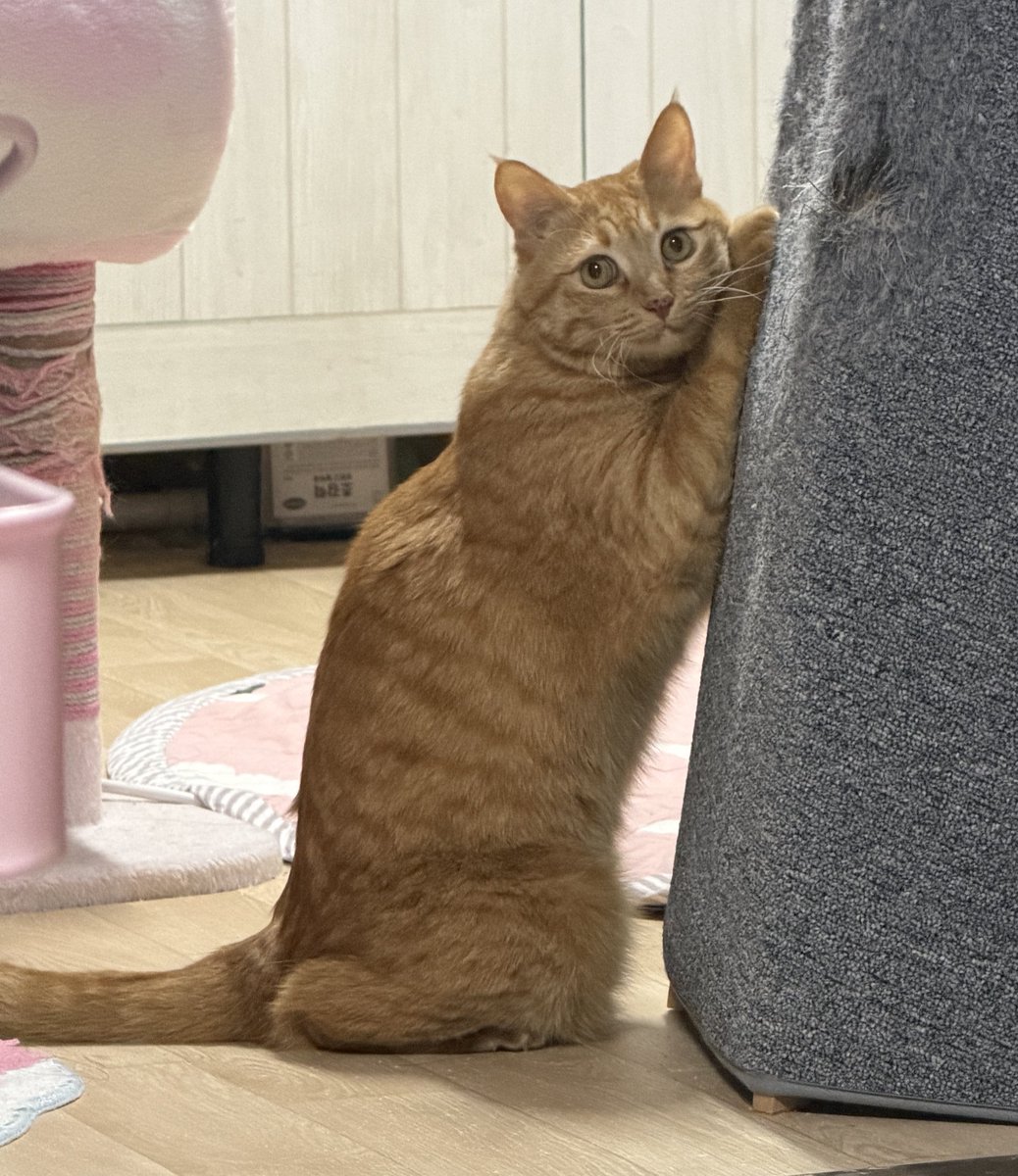 친구가 찍은 우주사진 너무 웃기고 귀여움ㅋㅋㅋㅋ 뒷발봐ㅠㅠㅠ