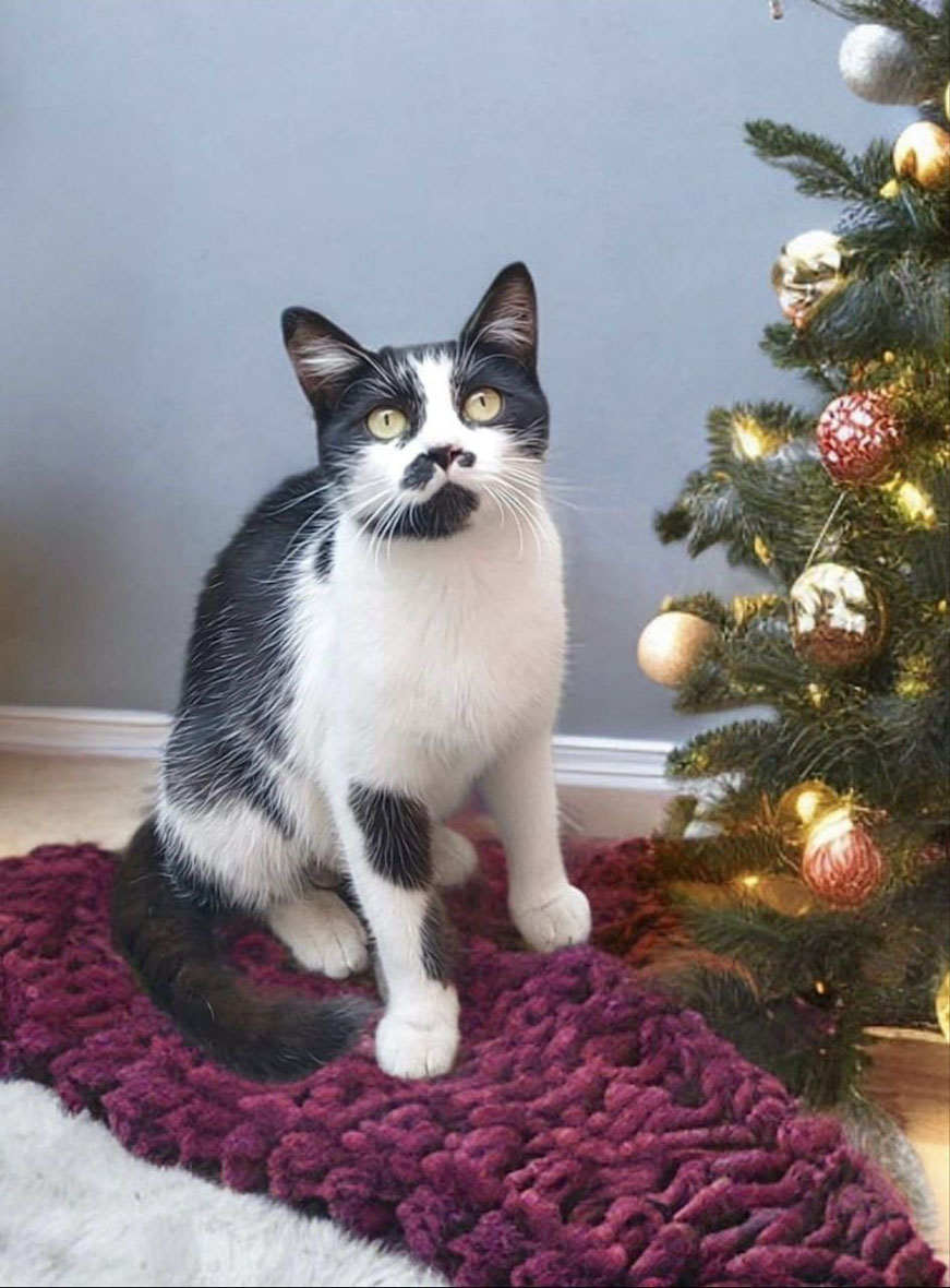 zverikivdar's tweet image. #Москва и МО
✨🎄 Привет! Я Буся и я очень хочу быть домашней кошечкой. Мне 2 года. Раньше я жила на промзоне, среди множества машин. Там было опасно, голодно и очень холодно зимой. Одна неравнодушная женщина забрала меня оттуда и устроила на передержку.