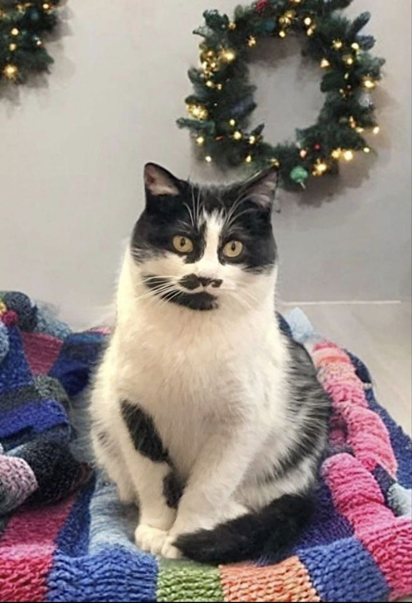 zverikivdar's tweet image. #Москва и МО
✨🎄 Привет! Я Буся и я очень хочу быть домашней кошечкой. Мне 2 года. Раньше я жила на промзоне, среди множества машин. Там было опасно, голодно и очень холодно зимой. Одна неравнодушная женщина забрала меня оттуда и устроила на передержку.