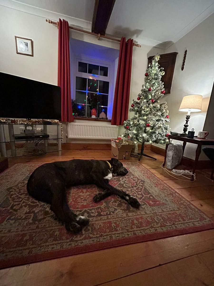 Just dropping this into your feed… 👀 Max snoozed through Christmas 🥹❤️🎄 Let’s make 2026 his year! He loves people, toys, treats &amp; peaceful walks. Calm travel buddy too! 💛 Ready to give him the forever home he deserves? Apply today! #AdoptDontShop #RescueDog