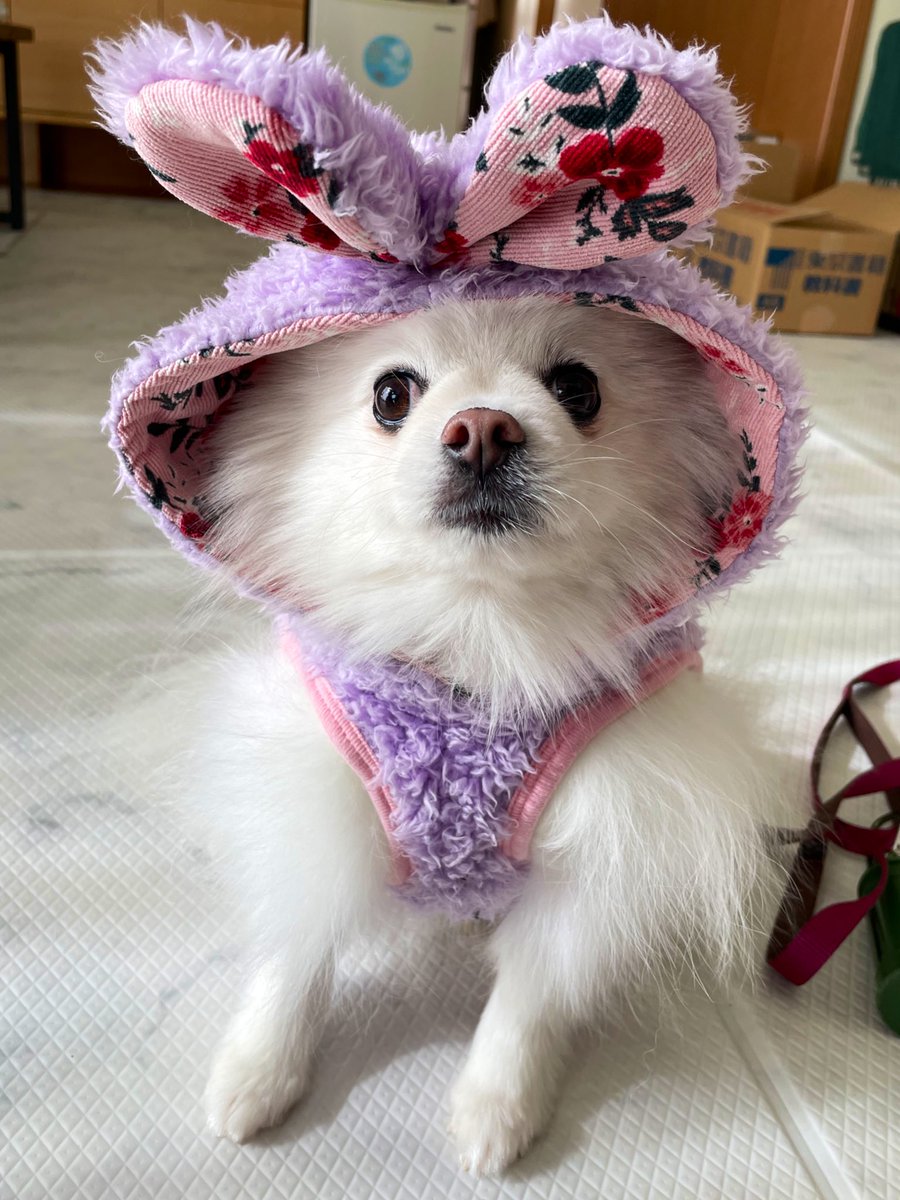 ポメラニアン ししまる らんまる (@shishimaru440_C) / Posts / X