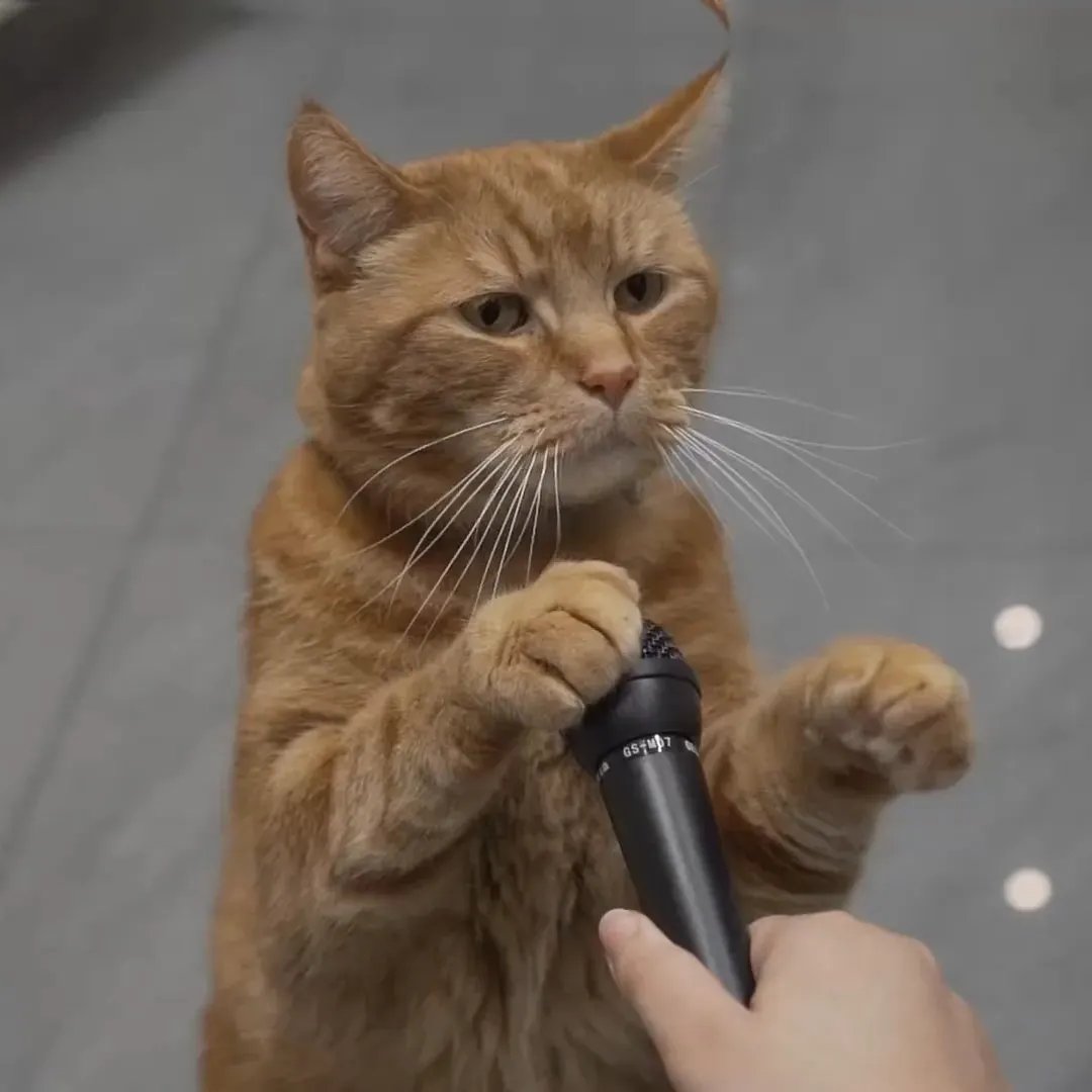 WALLHACK© tweet media