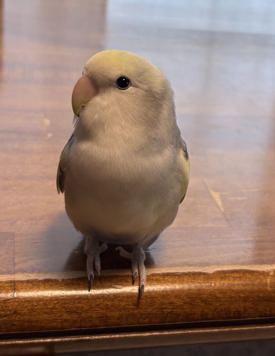 コザクラインコ　リクエストページ かわいいね〜 #コザクラインコ