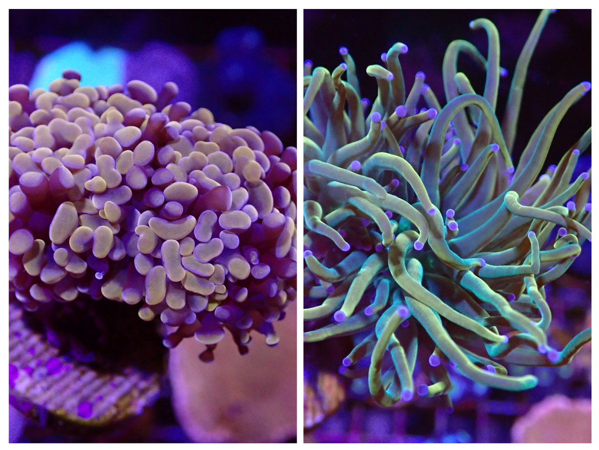 KO51203699's tweet image. 今年はサンゴ福袋を作ってみました😊🪸✨
気になるセットありましたら、ご検討のほどよろしくお願いいたします🙇
auctions.yahoo.co.jp/seller/BWX7rzw…