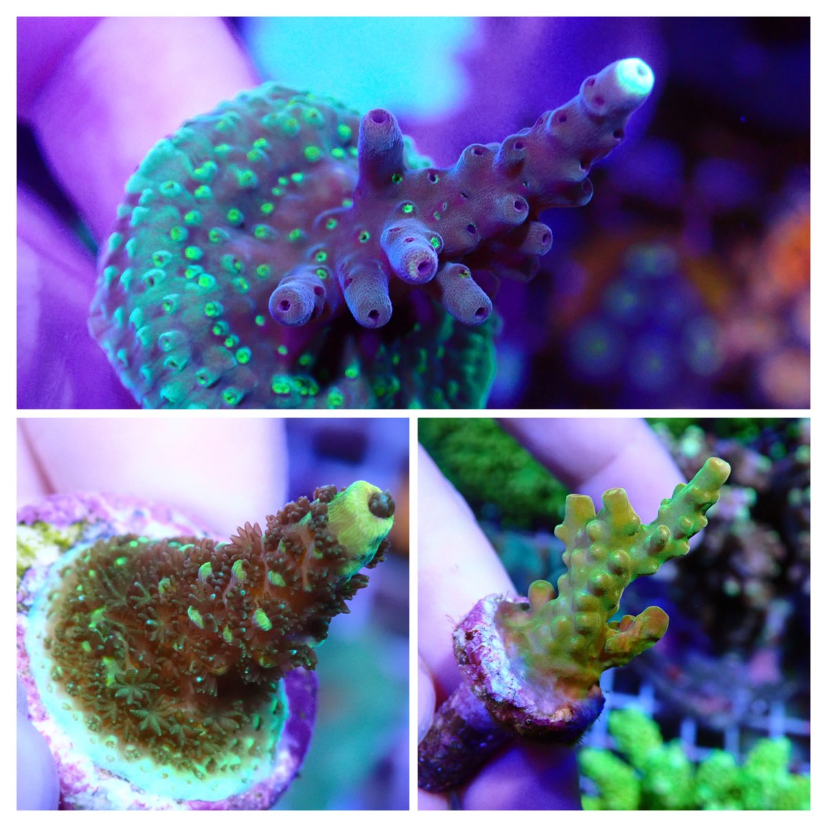 KO51203699's tweet image. 今年はサンゴ福袋を作ってみました😊🪸✨
気になるセットありましたら、ご検討のほどよろしくお願いいたします🙇
auctions.yahoo.co.jp/seller/BWX7rzw…