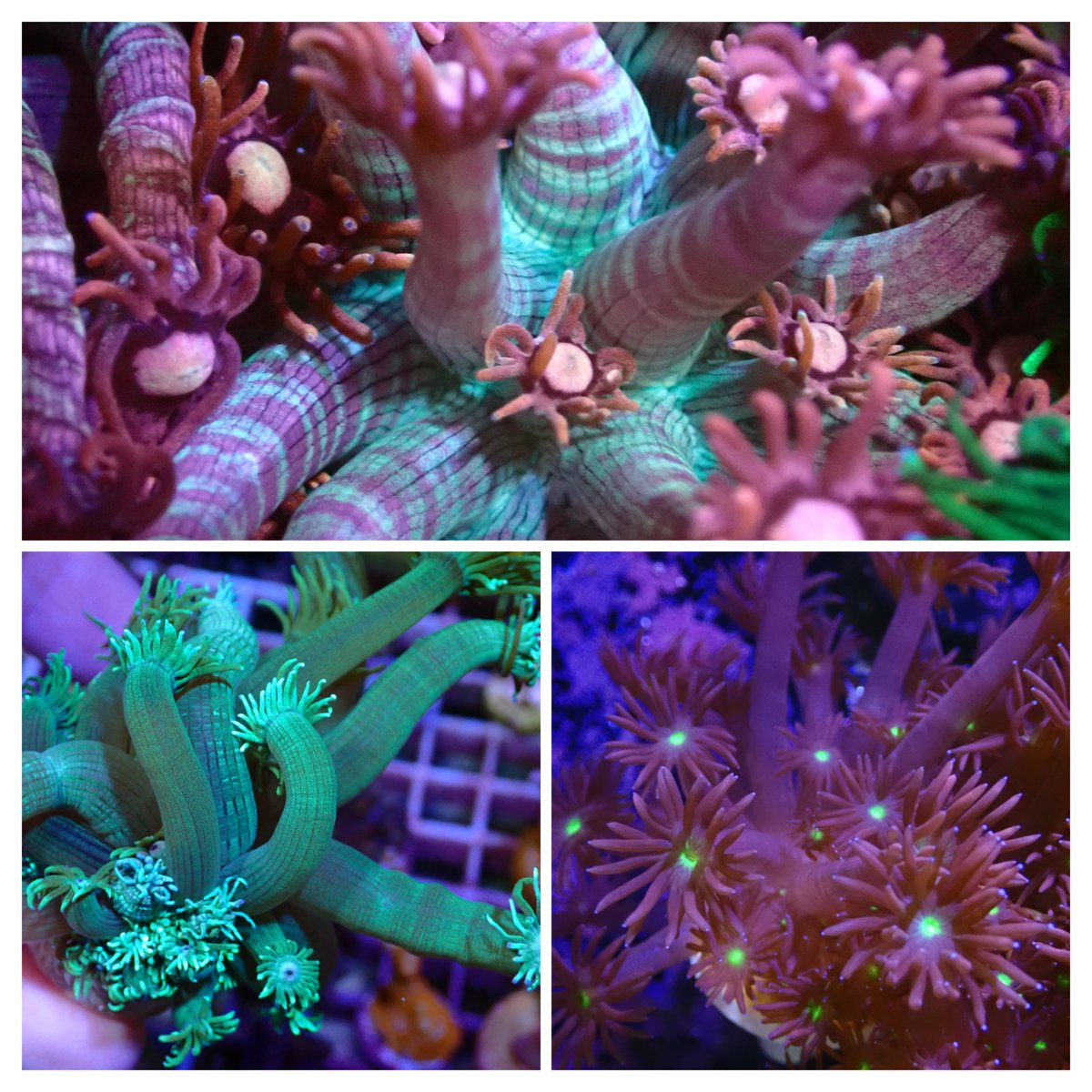 KO51203699's tweet image. 今年はサンゴ福袋を作ってみました😊🪸✨
気になるセットありましたら、ご検討のほどよろしくお願いいたします🙇
auctions.yahoo.co.jp/seller/BWX7rzw…