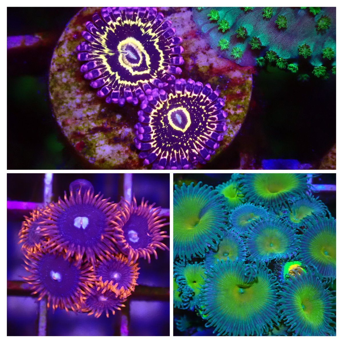 KO51203699's tweet image. 今年はサンゴ福袋を作ってみました😊🪸✨
気になるセットありましたら、ご検討のほどよろしくお願いいたします🙇
auctions.yahoo.co.jp/seller/BWX7rzw…