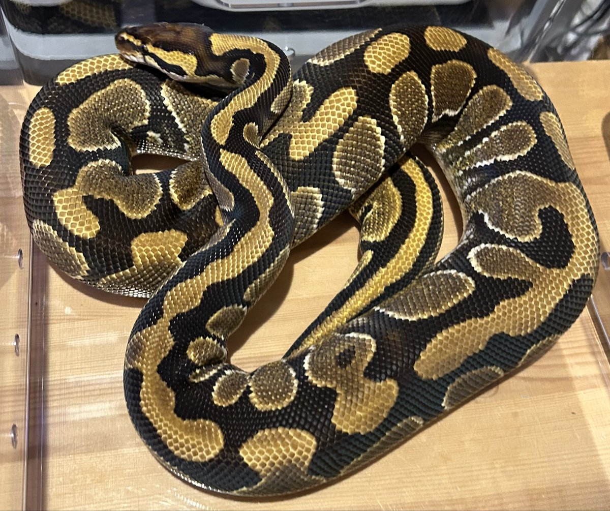 メンテ中のAsphalt het Clown♀
このみちさんの所の素敵な個体