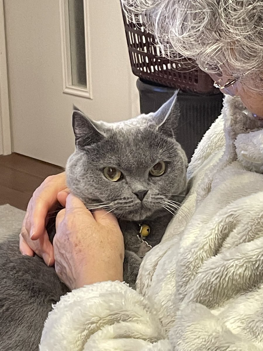 クリスマス絵文字気難しい猫サンタ帽子、休日の笑顔の顔の絵文字、ベクトル イラスト. ストックベクター ©ikopylove 221375908, image size:900x1200