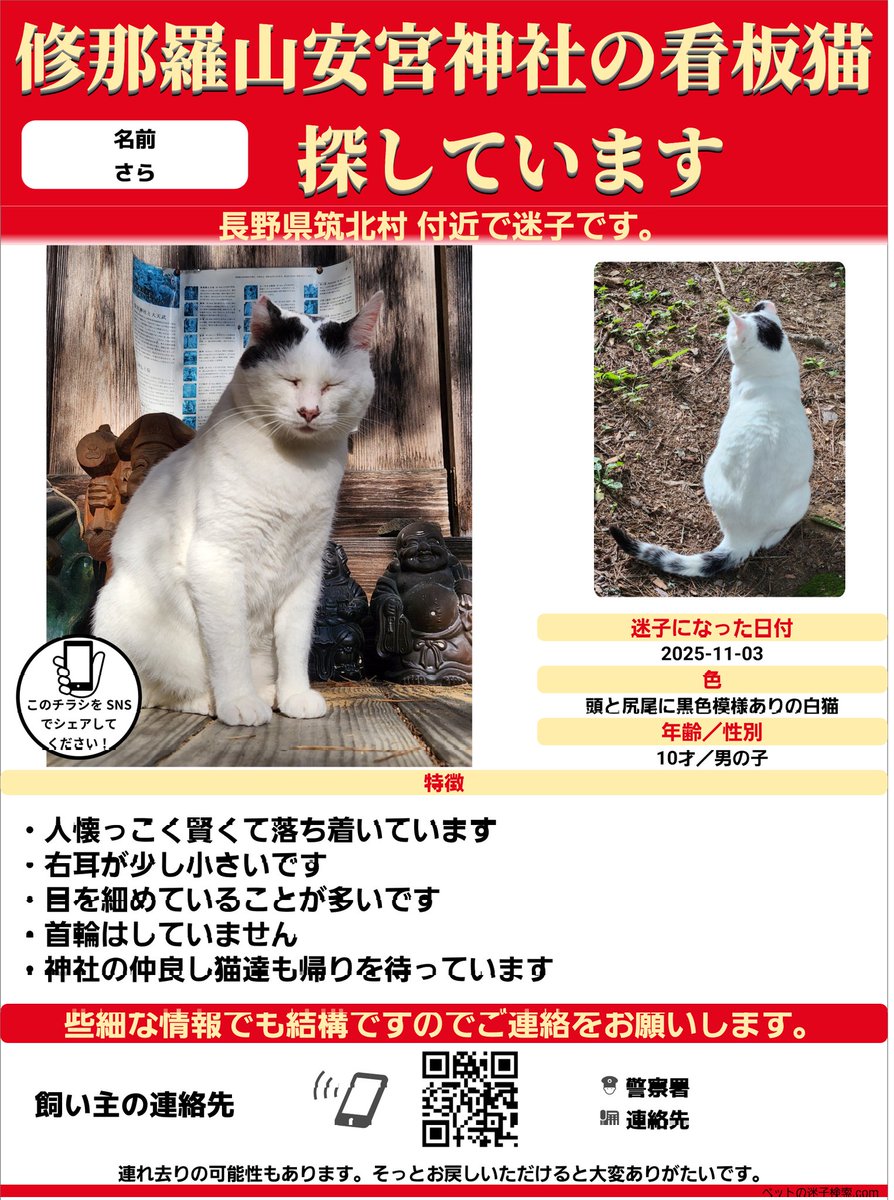 【専用】ねこ汰@プロフ有⚠通知不良　様 🔴拡散希望・看板猫2匹行方不明】 毎日探していますがまだ見つかっ