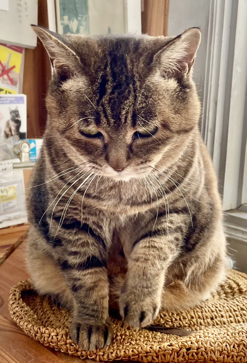 きじとら きじとら (@kijitora_tanuki) / Posts / X