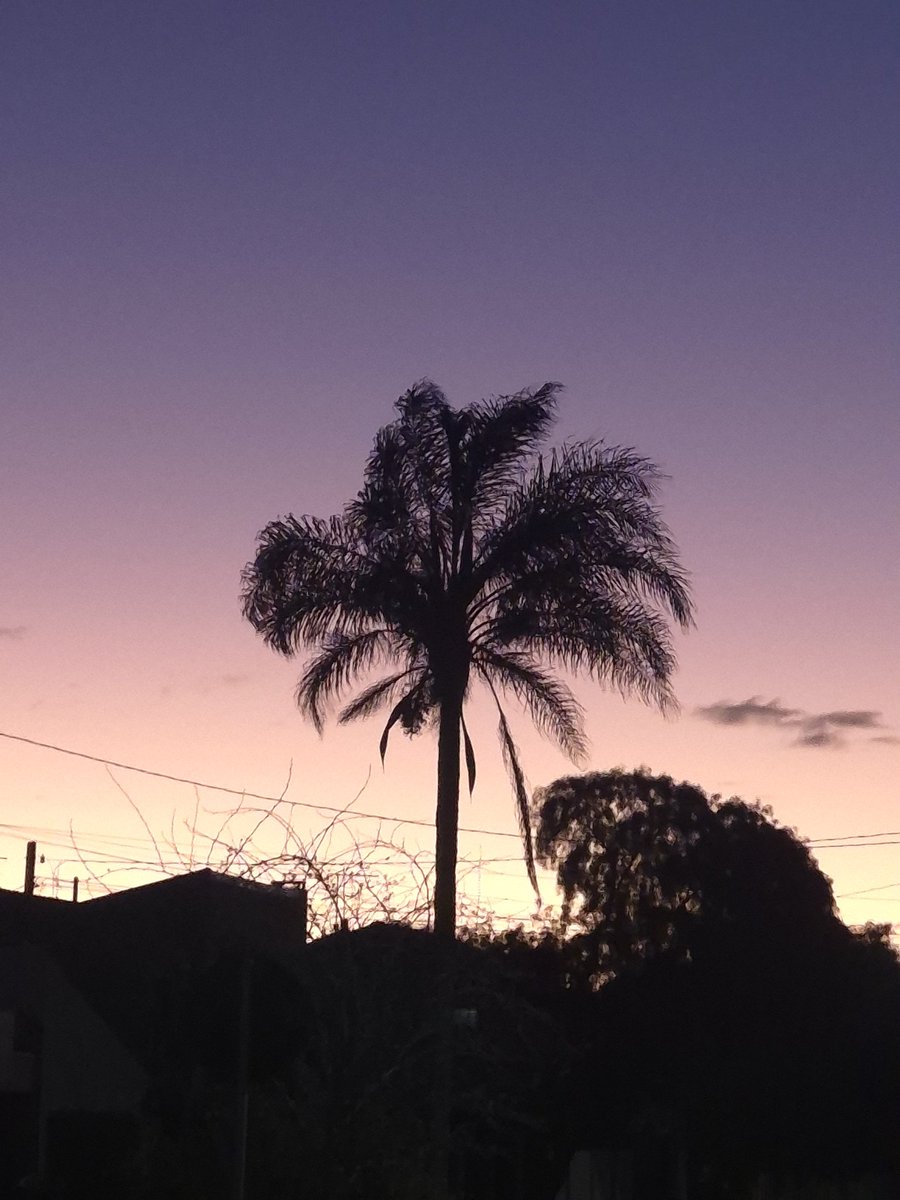 maconhe jr tweet media