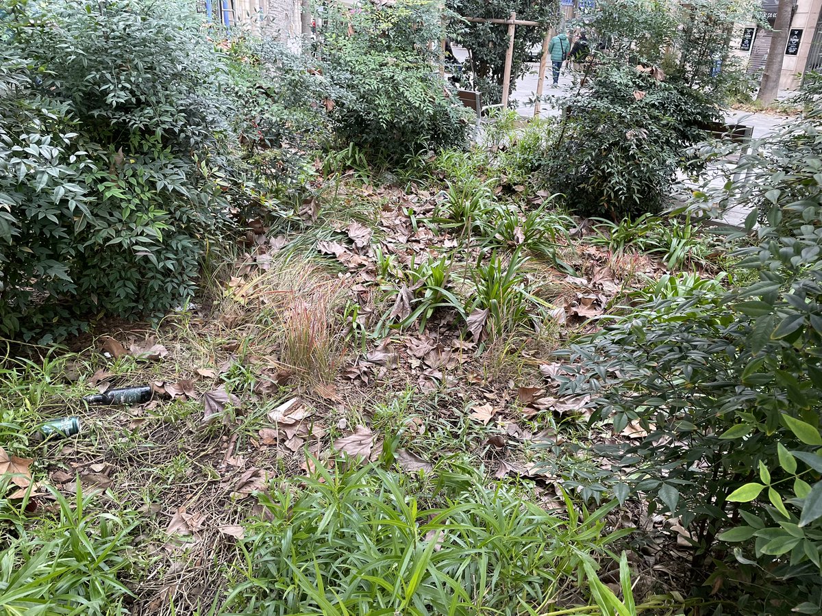 Una de les conseqüencies de la pacificació del carrer Consell de Cent, ple de merda a les zones verdes motivat per la concentració de bars i botellots….😡