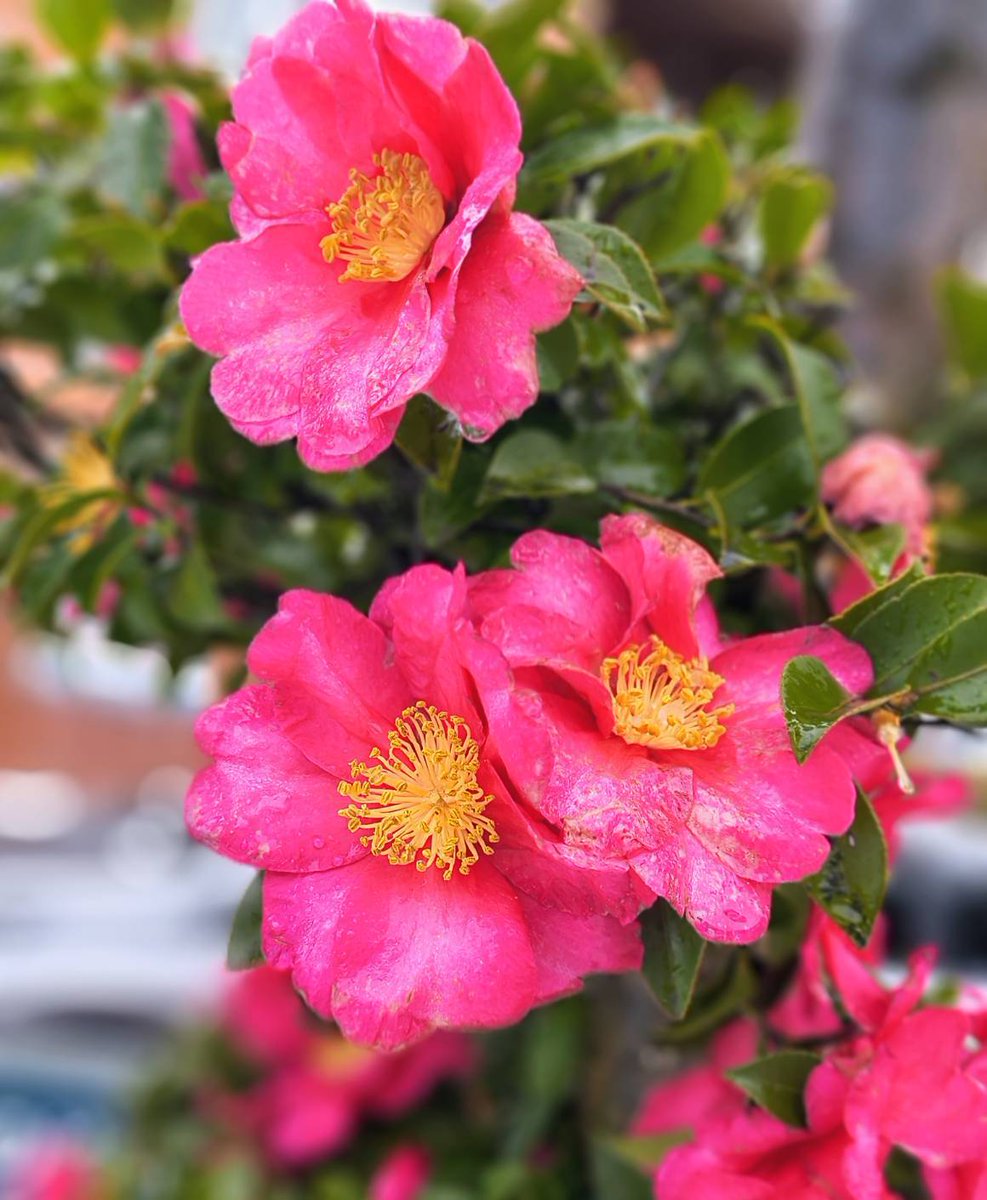 地域を歩いていたら、雪の中でも色鮮やかに咲く寒椿に出会いました