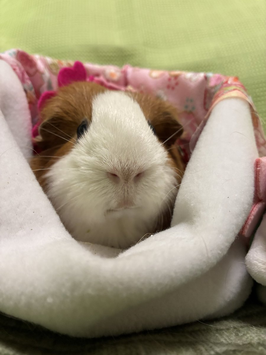 もるもるモルちゃん (@atamagamawaran1) / Posts / X