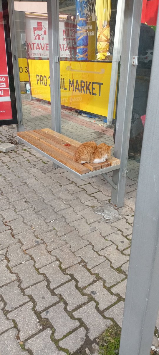 Overthinkfalan_'s tweet photo. Durakta boyle birsey duruyordu adını bilen varmı https://t.co/X3AoUZVDgM