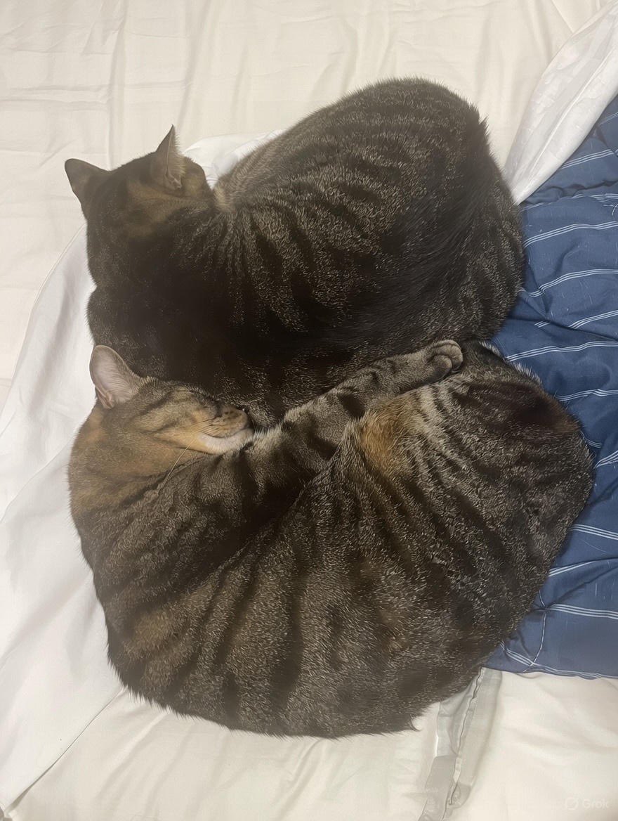 猫好きさん集まれー🐈🐈 Community on X - 20.8K Members