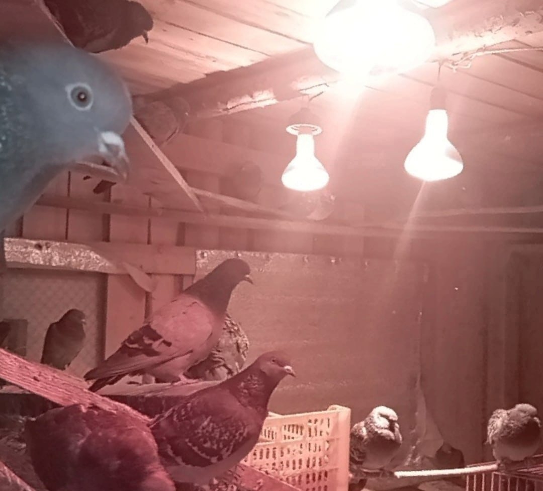 В пермском крае есть уникальный приют для голубей-инвалидов "Право на жизнь". Приют без грантов, держится только на донатах. Сейчас сильные морозы, и счёта за электричество огромные, без отопления зиму переживут не все.
Помогите им! 
+7 (904) 846 68 99 ВТБ
vk.com/therighttolife1