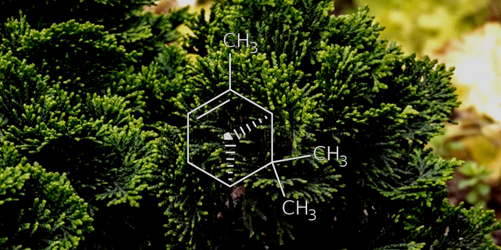 Als mensen die kanker hebben overleefd een paar druppels van die olie laten verdampen en inademen, vermindert hun stressniveau en neemt het aantal Natural Killer-cellen in hun bloed fors toe. ergogenics.org/hinoki-olie-ka…