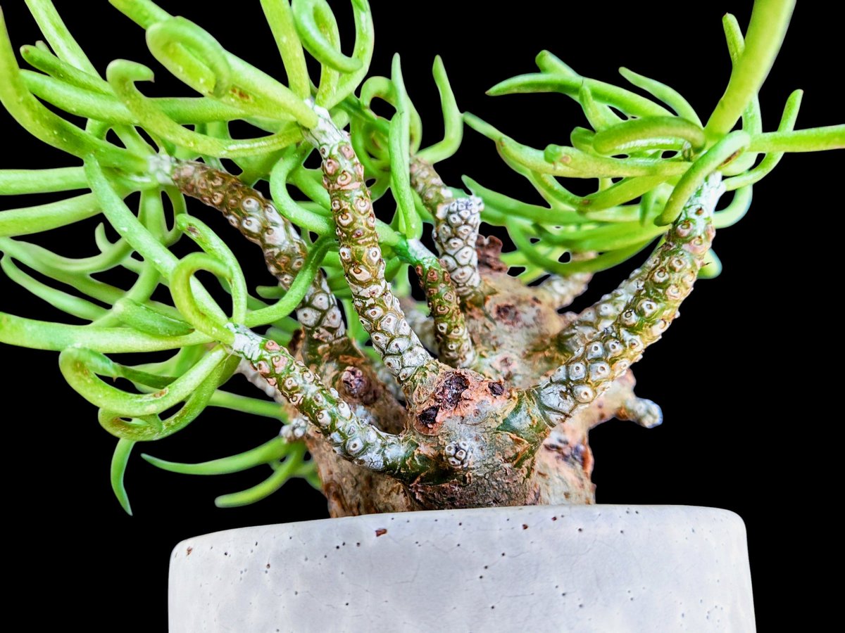 drybizarre's tweet photo. Tylecodon pearsonii
枝がタコみたい
ユーフォルビアのタコモノよりタコ🐙
#チレコドン
#Tylecodon
#白象 https://t.co/7eVbUtJMQa