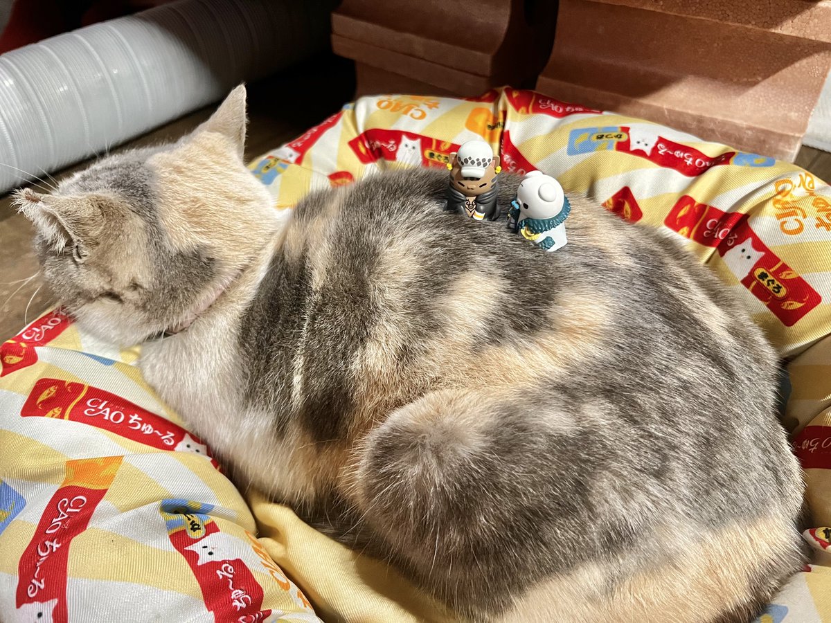 ﾌﾜﾌﾜ( =`꒳´=)૮(⩌ω⩌ა)ﾌﾜﾌﾜ