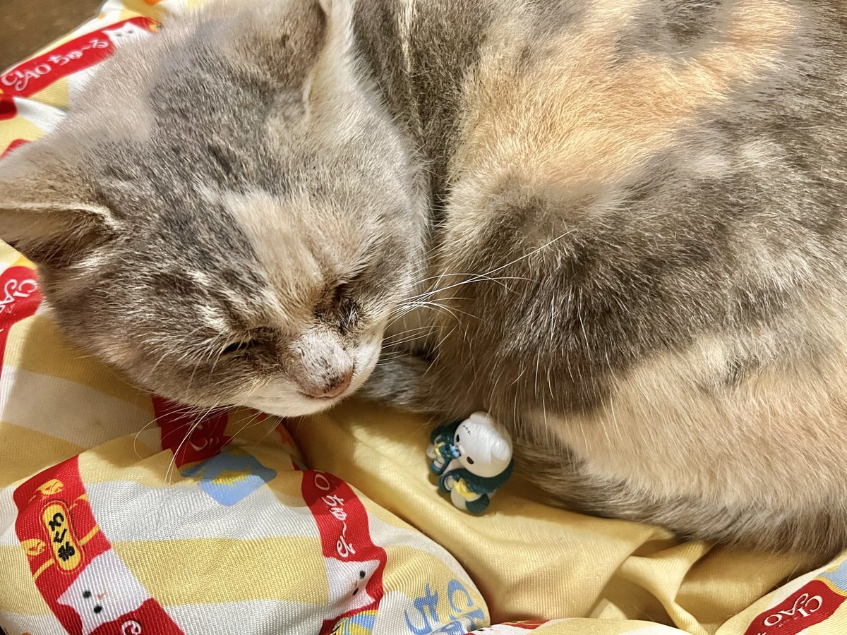 去年一年でだいぶなかよくなった🐱૮(⩌ω⩌)ა