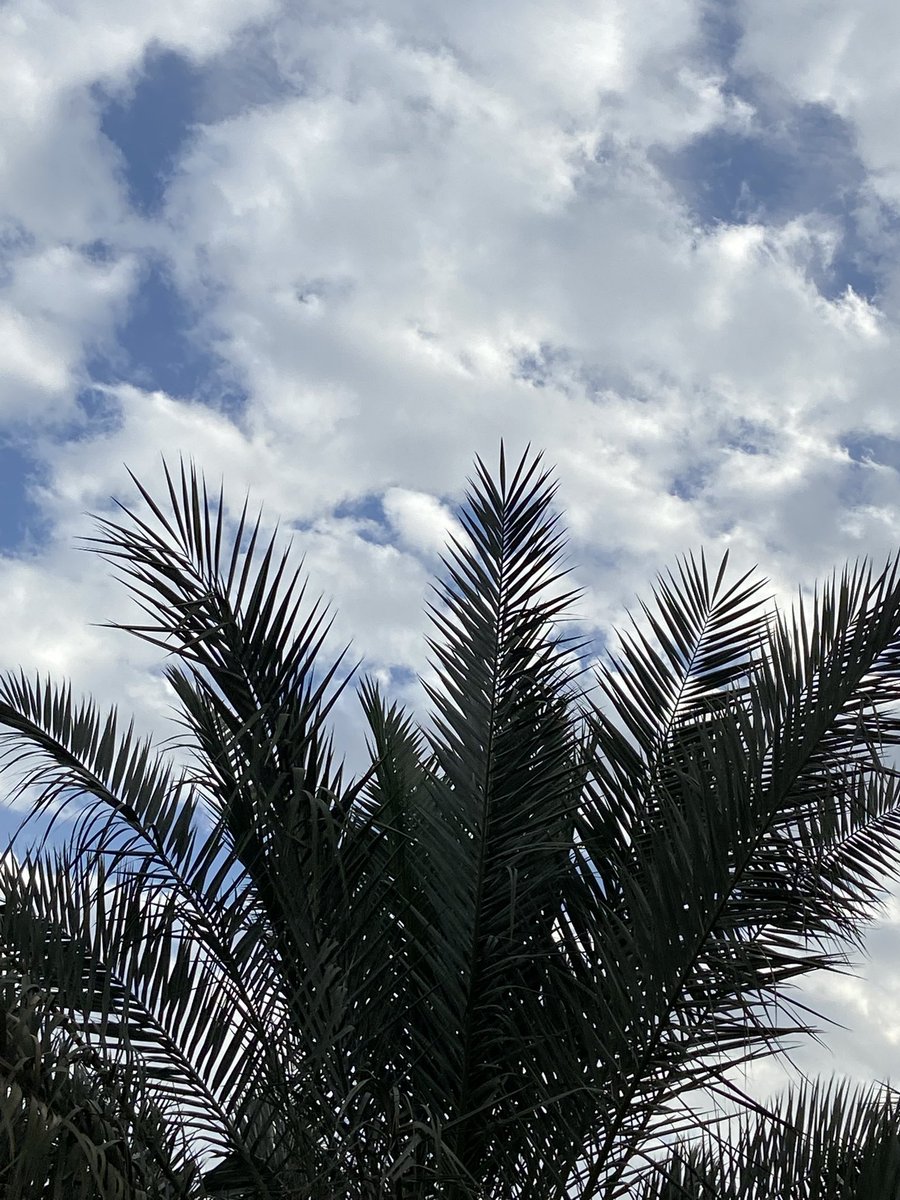 أ.﮼د.﮼محمد﮼حمد﮼السعيد (@malsaeed1) on Twitter photo 