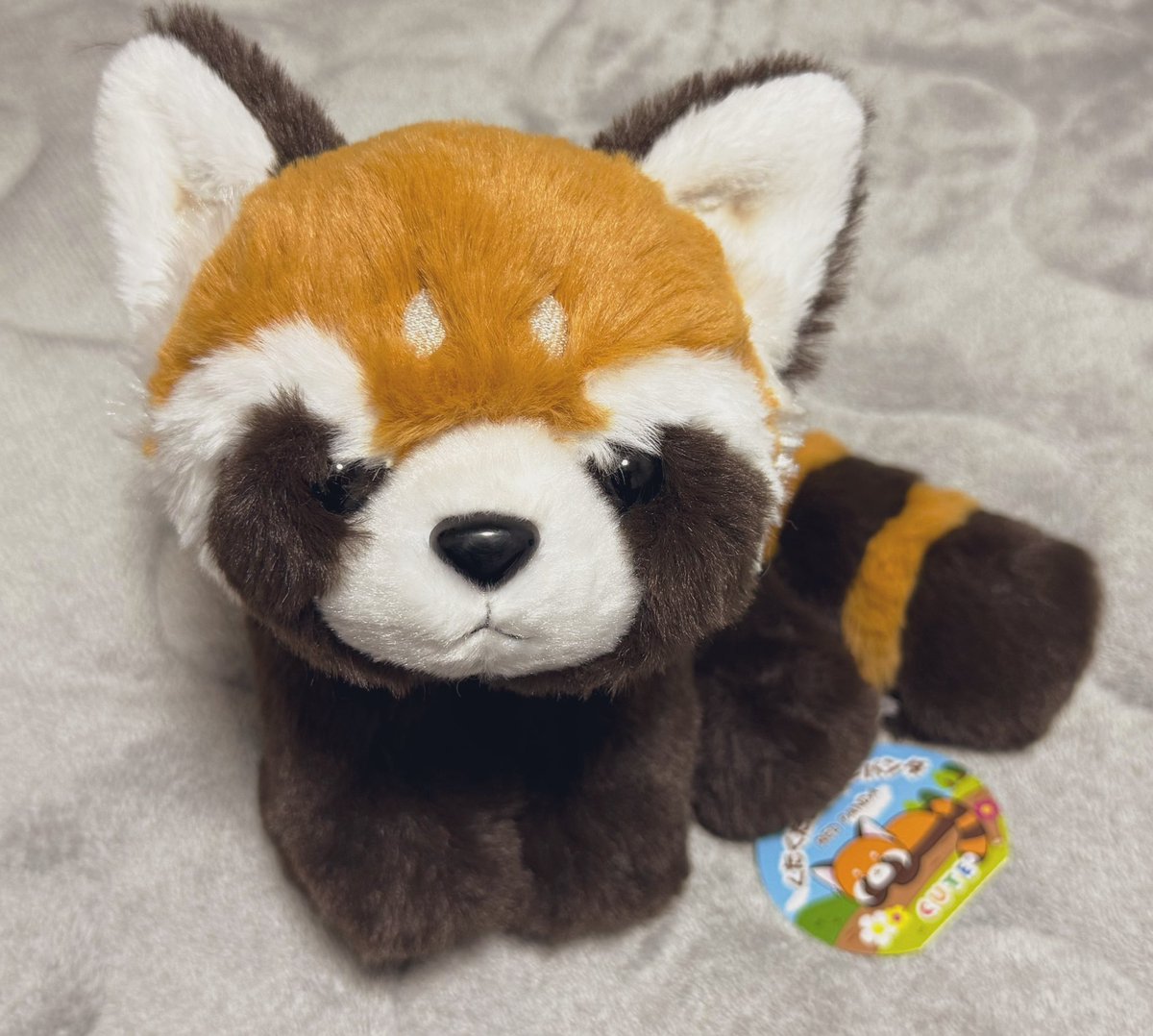 連れて帰ってきたぬいぐるみを見て
可愛いかったレッサーパンダの余韻に浸る！
(*´꒳`*)