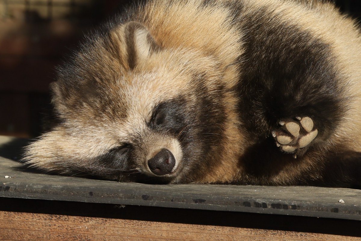 せっかくなので新春4Kタヌキも出しとく。