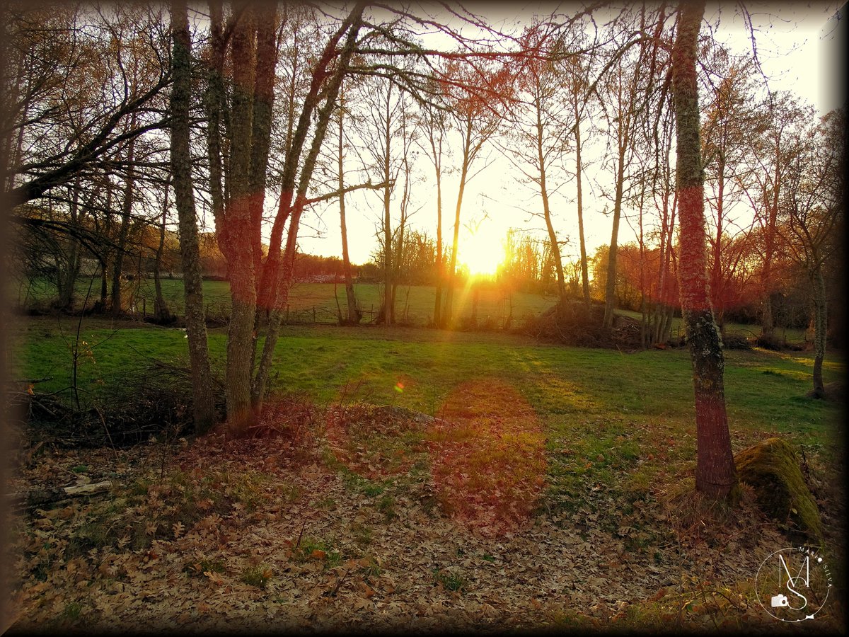 "Winter Sun"

This nature photograph captures the nostalgic and serene essence of a winter afternoon in Trás-os-Montes
The image is dominated by a strong solar backlight, where the sun, low on the horizon, breaks through the curtain of bare trees, creating a "starburst" effect ()