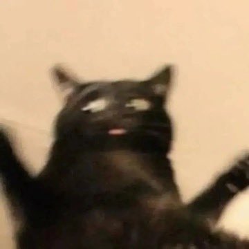 No Cats No Life (@nocatsnolife_m) on Twitter photo 