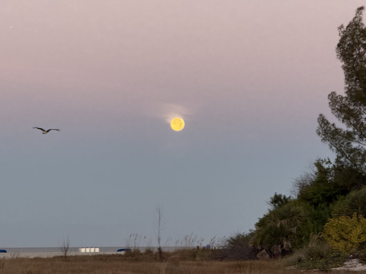 sandkeytiki's tweet photo. Sunrise &amp; moonset from the Intracostal &amp; Beach this morning 🌞🌕
#sunrise #moonset #Flwx #osprey #flag #tampa 
⁦@bn9weather⁩ ⁦@spann⁩ ⁦@BN9⁩ ⁦@weatherchannel⁩ https://t.co/49W03nsN8I