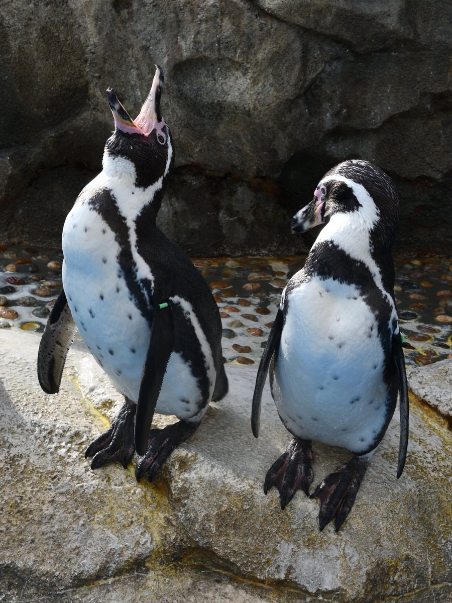 仙台うみの杜水族館のオウサマペンギン・ジェンツーペンギン・ミナミ